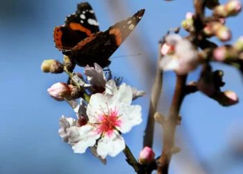 Καιρός Σήμερα: Βελτιωμένος και αίθριος, μύρισε Άνοιξη