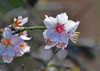 Ξεκινά την Κυριακή η (κρύα) άνοιξη με την εαρινή ισημερία