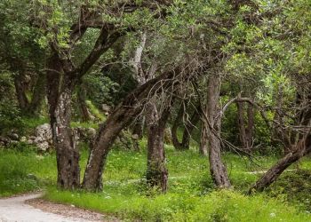 Ο Δασικός Νόμος Απαγορεύει τις Επενδύσεις