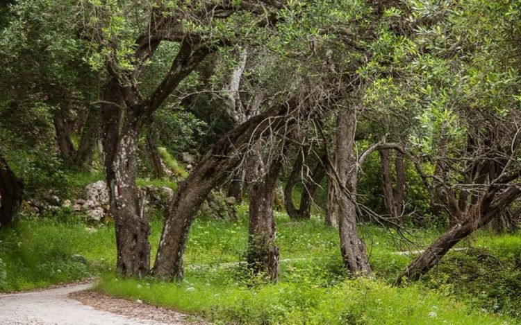 Ο Δασικός Νόμος Απαγορεύει τις Επενδύσεις