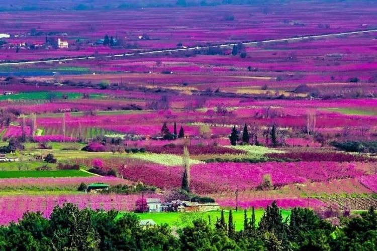 Ο ρομαντικός κάμπος της Βέροιας Ο ρομαντικός κάμπος της Βέροιας