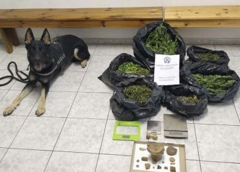 Πιερία: Ο Ακύλας «ξετρύπωσε» 390 γραμμάρια κάνναβης μέσα σε κορμό δέντρου (vid)