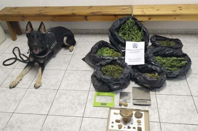 Πιερία: Ο Ακύλας «ξετρύπωσε» 390 γραμμάρια κάνναβης μέσα σε κορμό δέντρου (vid)