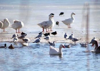 Σε επιφυλακή οι πτηνοτρόφοι