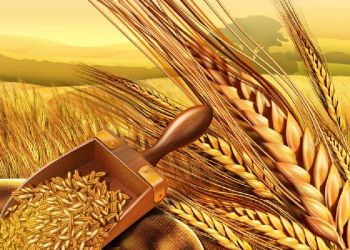 Τον άρτον ημών τον επιούσιον