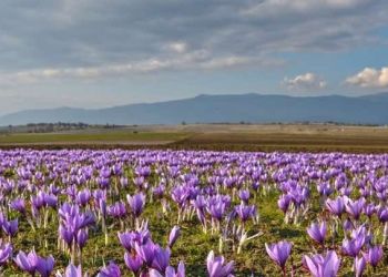 Το 2024, η πλούσια ιστορία του σαφράν