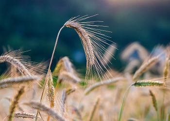 Aλλάζει η αγροτική πολιτική της ΕΕ λόγω Ουκρανίας;