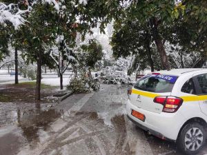 Δήμος Κατερίνης: Ο Μαρτιάτικος χιονιάς έριξε δέντρα στο πάρκο