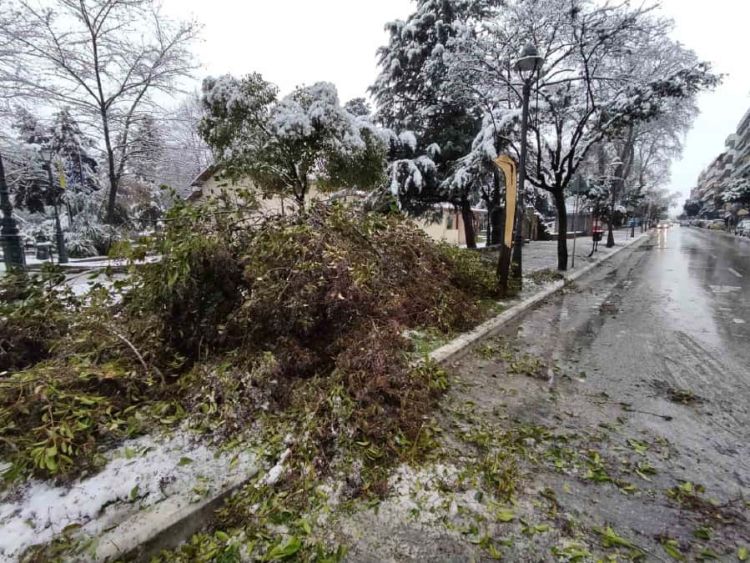 Δήμος Κατερίνης: Ο Μαρτιάτικος χιονιάς έριξε δέντρα στο πάρκο