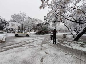 Δήμος Κατερίνης: Ο Μαρτιάτικος χιονιάς έριξε δέντρα στο πάρκο
