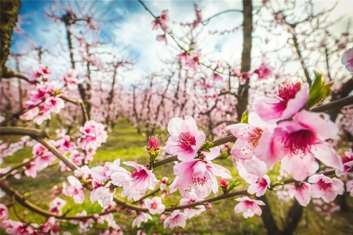 Ο ρομαντικός κάμπος της Βέροιας Ο ρομαντικός κάμπος της Βέροιας