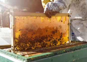 Ταχύρρυθμες Εκπαιδεύσεις Μελισσοκόμων