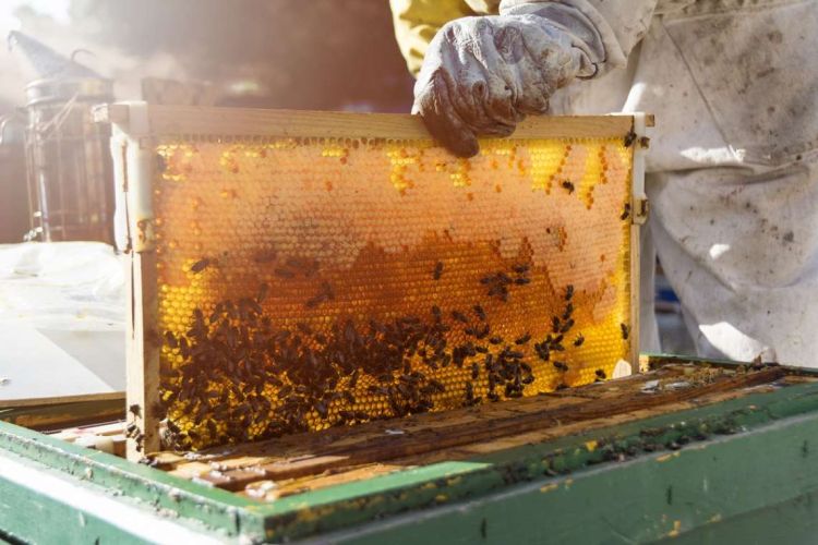 Ταχύρρυθμες Εκπαιδεύσεις Μελισσοκόμων