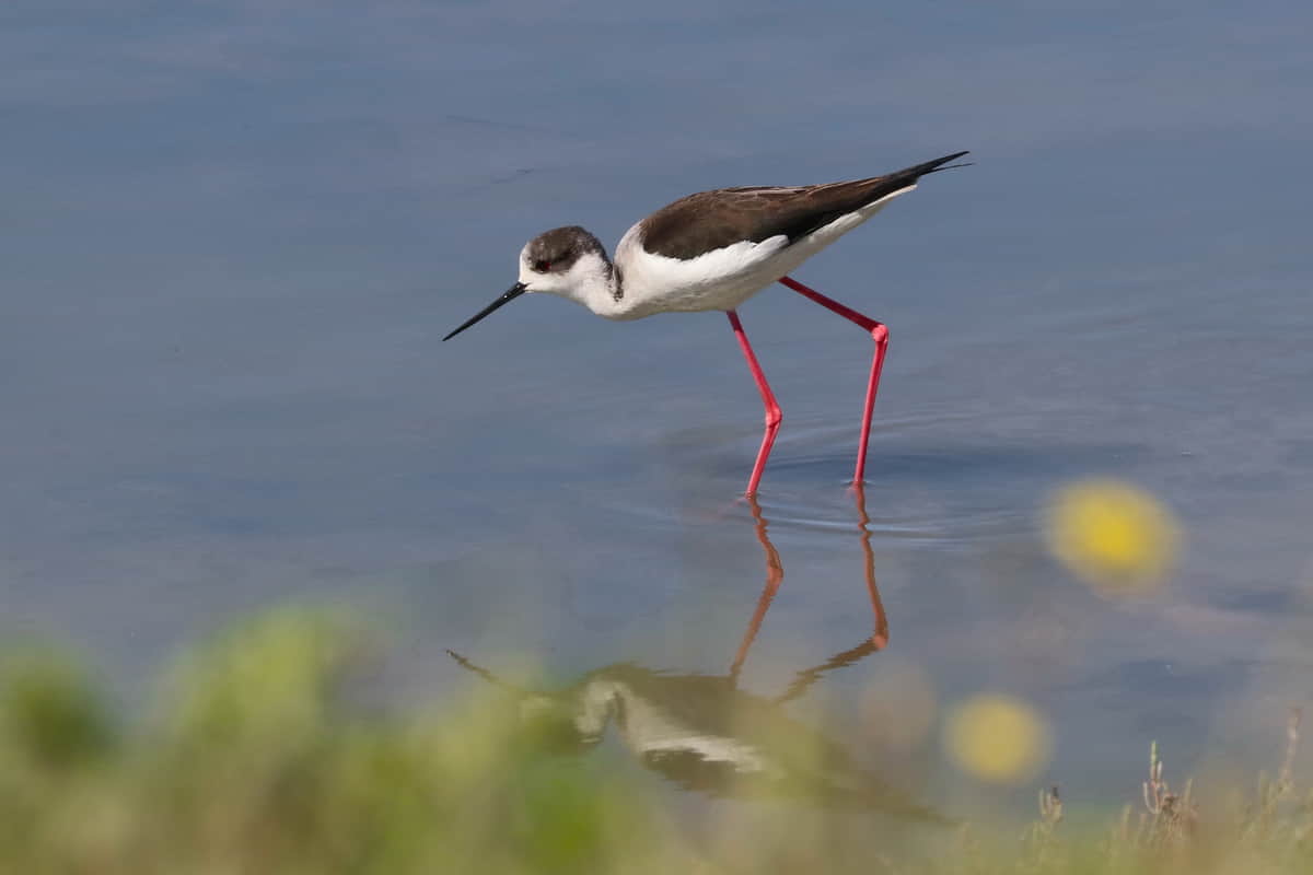 Δημιουργία Πληροφοριακού Συστήματος για τη βιοποικιλότητα της Ελλάδας Δημιουργία Πληροφοριακού Συστήματος για τη βιοποικιλότητα της Ελλάδας