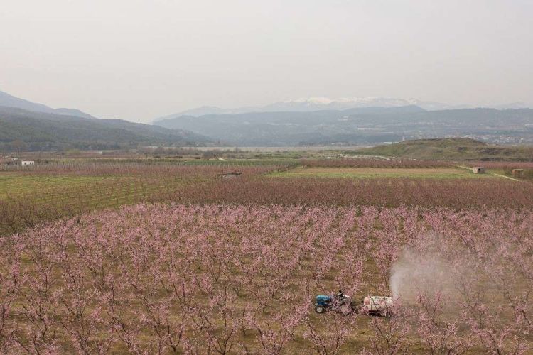 «Ο τουρισμός της ανθισμένης ροδακινιάς», το νέο προϊόν στον κάμπο της Μακεδονίας