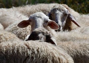 Έκλεψαν 75 πρόβατα από κτηνοτροφική μονάδα στο Κλειδί Ημαθίας