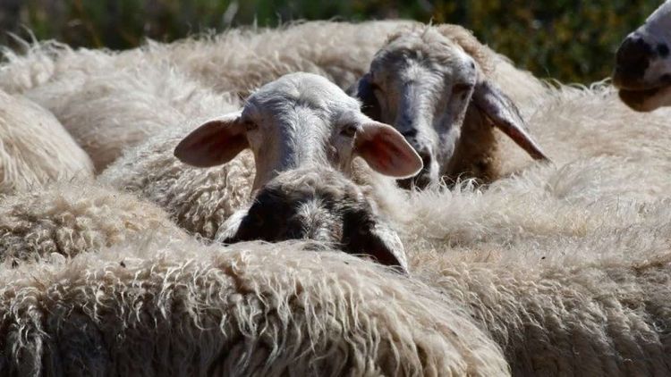 Έκλεψαν 75 πρόβατα από κτηνοτροφική μονάδα στο Κλειδί Ημαθίας