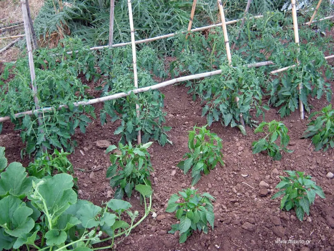 Να ετοιμαζόμαστε να φυτέψουμε ντομάτες Να ετοιμαζόμαστε να φυτέψουμε ντομάτες