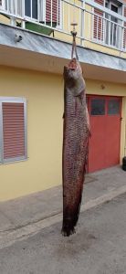 Τεράστιος Γουλιανός βάρους 87 κιλών στον Αλιάκμονα