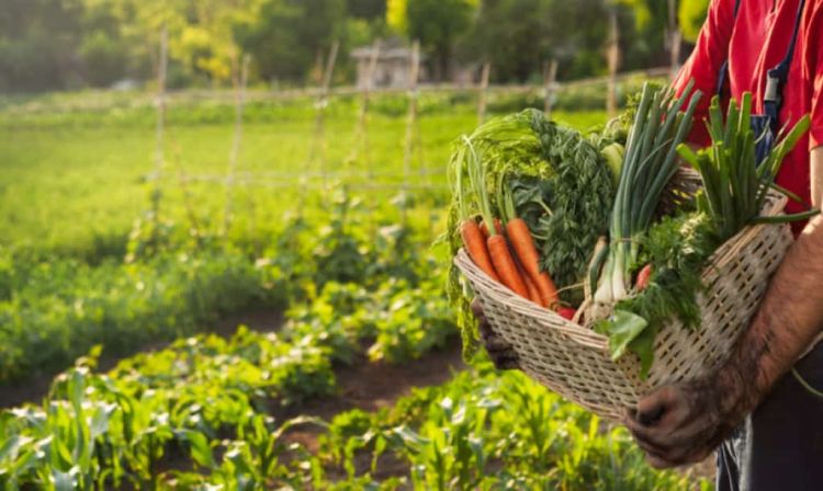 Ανάκληση Τροποποίηση των Ενταγμένων Πράξεων στο Μέτρο 11 «Βιολογικές Καλλιέργειες»