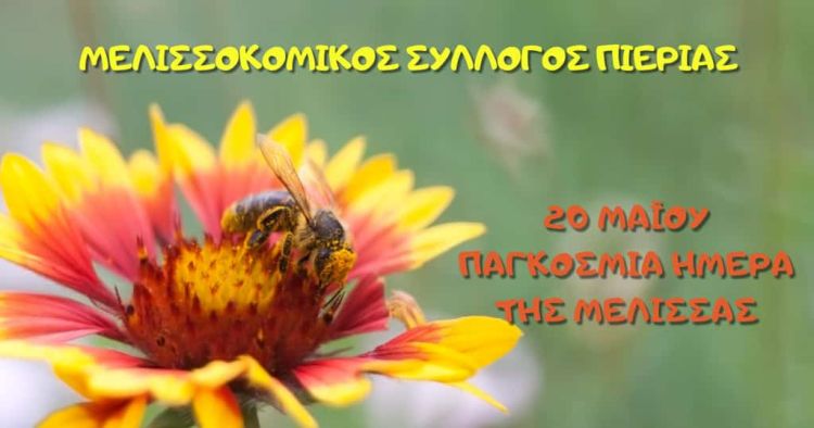 Παγκόσμια ημέρα της μέλισσας