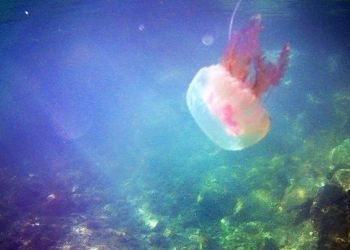 Σε ποιες περιοχές παρατηρείται έξαρση των μωβ μεδουσών φέτος
