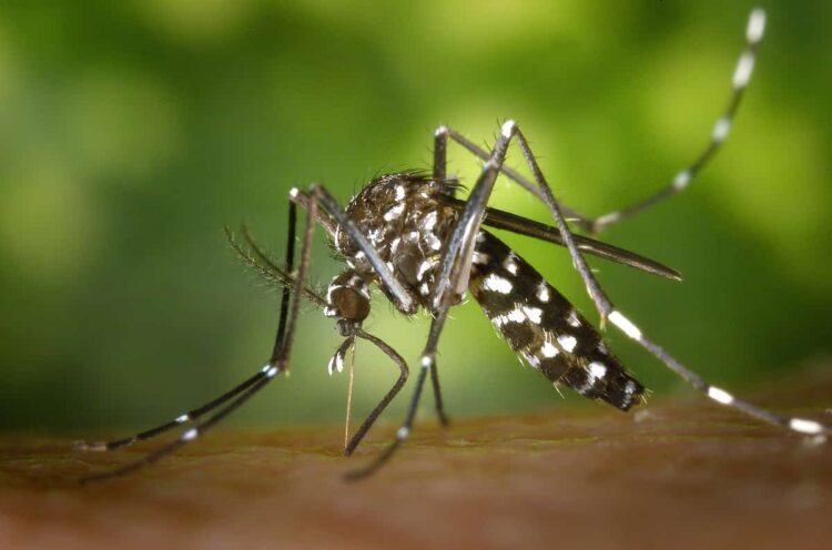 Χαμηλή όχληση από τα κουνούπια ως τον Ιούνιο