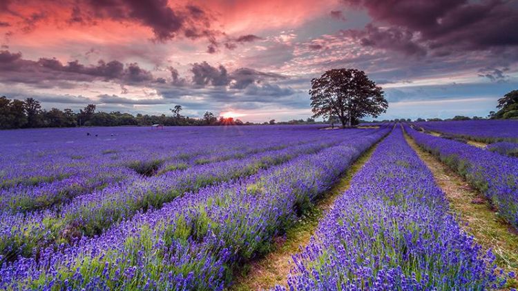 Φωτογραφικός διαγωνισμός για τα αρωματικά και φαρμακευτικά φυτά του Ολύμπου 