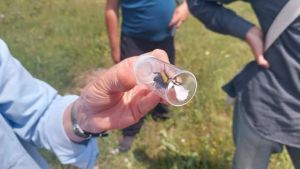 Έντομα επικονιαστές: Αναγνωρίζοντας τους επικονιαστές του Ολύμπου