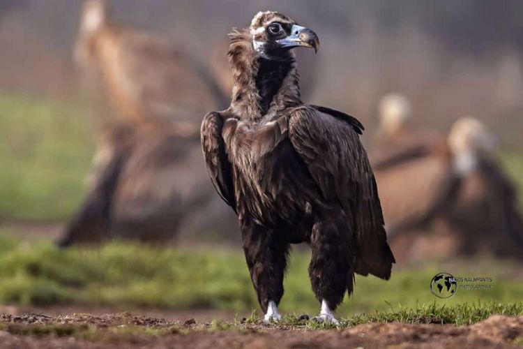 Ένας ακόμη μαυρόγυπας νεκρός από πρόσκρουση σε ανεμογεννήτρια στη Ροδόπη
