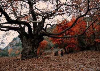 Από την επικράτηση του ανθρώπου στον πλανήτη, η διαχείριση είναι αυτή που εξασφαλίζει την αειφορία σε οτιδήποτε.