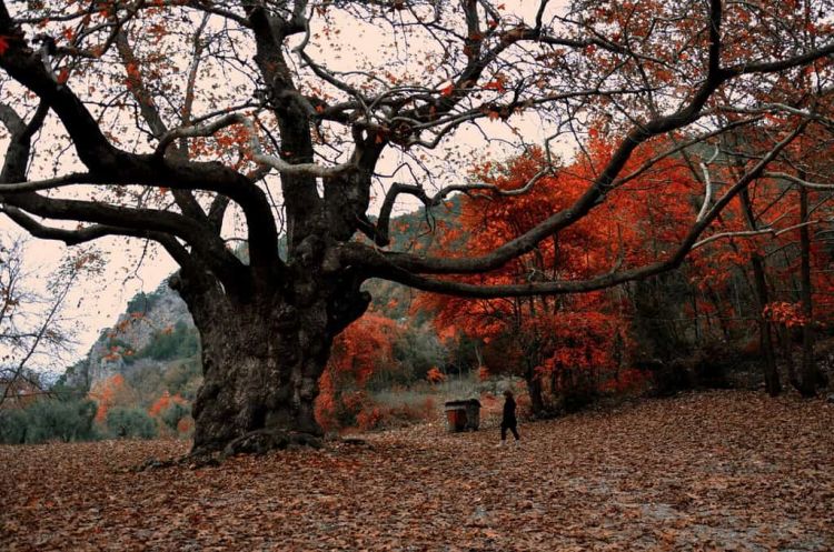 Από την επικράτηση του ανθρώπου στον πλανήτη, η διαχείριση είναι αυτή που εξασφαλίζει την αειφορία σε οτιδήποτε.