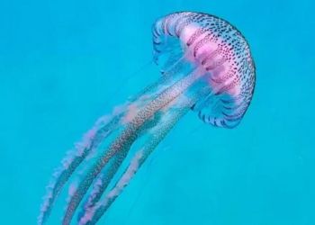 Μωβ μέδουσες: Ποιοι κινδυνεύουν περισσότερο σε περίπτωση τσιμπήματος