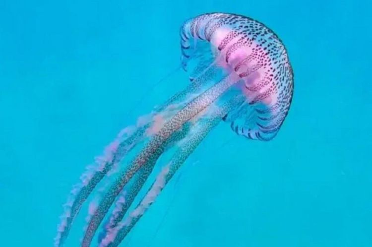 Μωβ μέδουσες: Ποιοι κινδυνεύουν περισσότερο σε περίπτωση τσιμπήματος – Πότε θα έρθει η ύφεση Μωβ μέδουσες: Ποιοι κινδυνεύουν περισσότερο σε περίπτωση τσιμπήματος