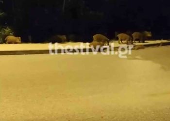 Θεσσαλονίκη: Μεγάλο κοπάδι από αγριογούρουνα έκανε κατάληψη σε δρόμο στο Ρετζίκι (vid)