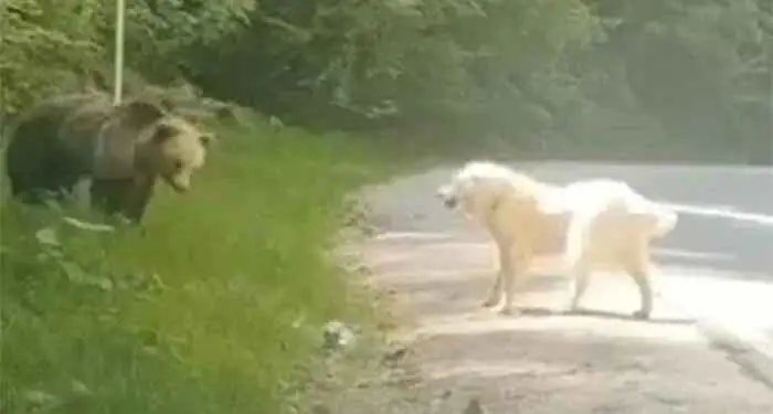 Μέτσοβο: Η “μάχη” σκύλου με αρκούδα – Πώς έσωσε το κοπάδι Μέτσοβο: Η “μάχη” σκύλου με αρκούδα – Πώς έσωσε το κοπάδι