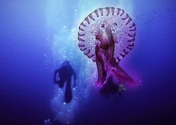 Μωβ μέδουσες: «Κόκκινος» ο χάρτης της Ελλάδας – Σε ποιες θάλασσες έχουν εμφανιστεί