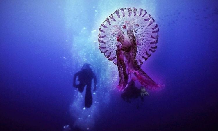 Μωβ μέδουσες: «Κόκκινος» ο χάρτης της Ελλάδας – Σε ποιες θάλασσες έχουν εμφανιστεί