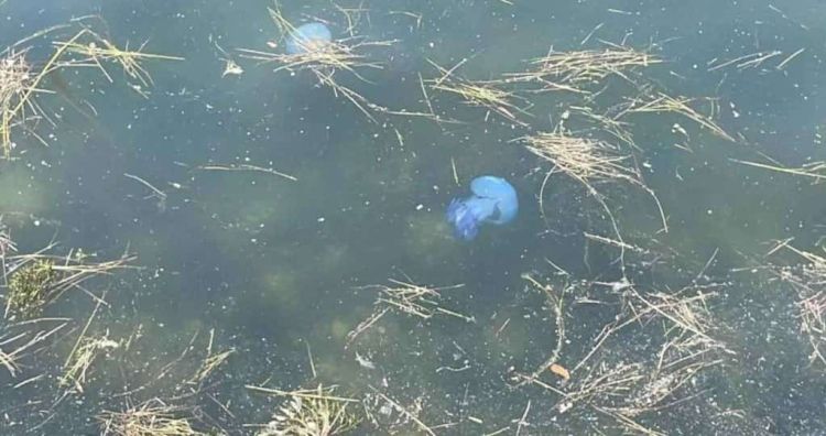 Οι μπλε μέδουσες έφτασαν στην Θεσσαλονίκη και κολυμπούν στον Θερμαϊκό Οι γαλάζιες μέδουσες έφτασαν στην Θεσσαλονίκη και κολυμπούν στον Θερμαϊκό