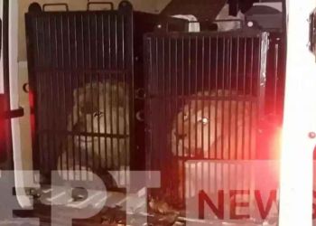 Σε έλεγχο στον Προμαχώνα βρέθηκαν «πακεταρισμένα» δύο λιοντάρια και μία τίγρης να ταξιδεύουν για τη Μύκονο!
