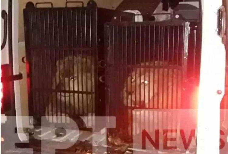 Σε έλεγχο στον Προμαχώνα βρέθηκαν «πακεταρισμένα» δύο λιοντάρια και μία τίγρης να ταξιδεύουν για τη Μύκονο!