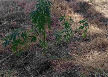 Συλλήψεις για ναρκωτικά στην Κατερίνη