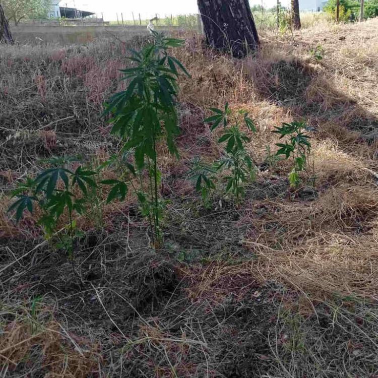 Συλλήψεις για ναρκωτικά στην Κατερίνη