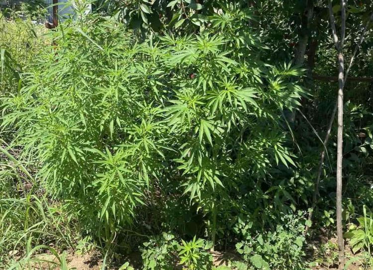 Σύλληψη για καλλιέργεια δενδρυλλίων κάνναβης Σύλληψη για καλλιέργεια δενδρυλλίων κάνναβης