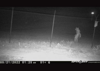 Τέξας: Αποκαλυπτικό βίντεο σε ζωολογικό κήπο του Τέξας