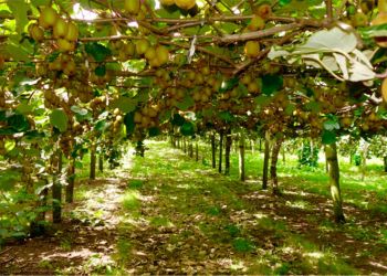 Τα ακτινίδια Κατερίνης και τα μυστικά τους