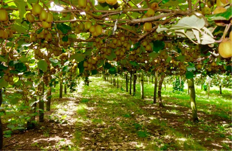 Τα ακτινίδια Κατερίνης και τα μυστικά τους Τα ακτινίδια Κατερίνης και τα μυστικά τους