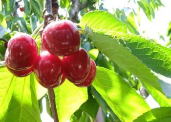 Τα κεράσια της Ράχης Ολύμπου «πρεσβευτές» σε ασιατικές αγορές