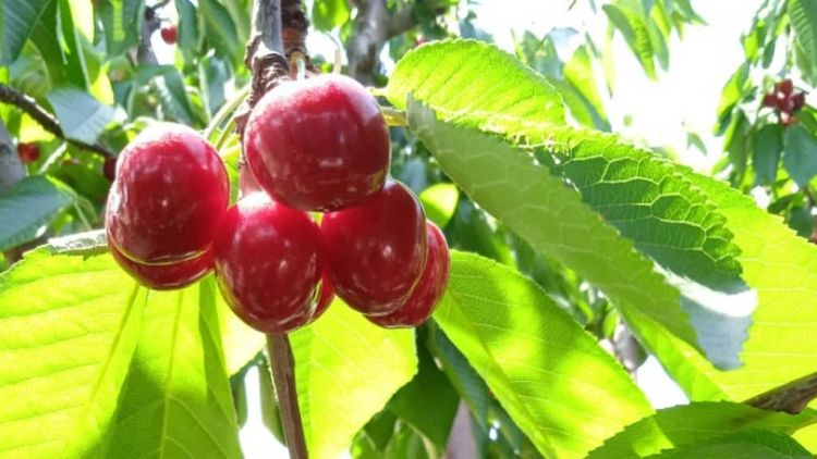 Τα κεράσια της Ράχης Πιερίας «πρεσβευτές» σε ασιατικές αγορές Τα κεράσια της Ράχης Ολύμπου «πρεσβευτές» σε ασιατικές αγορές