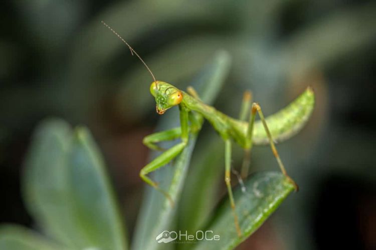 Το αλογάκι της Παναγίας – Mantis